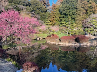 偕楽園の梅と池