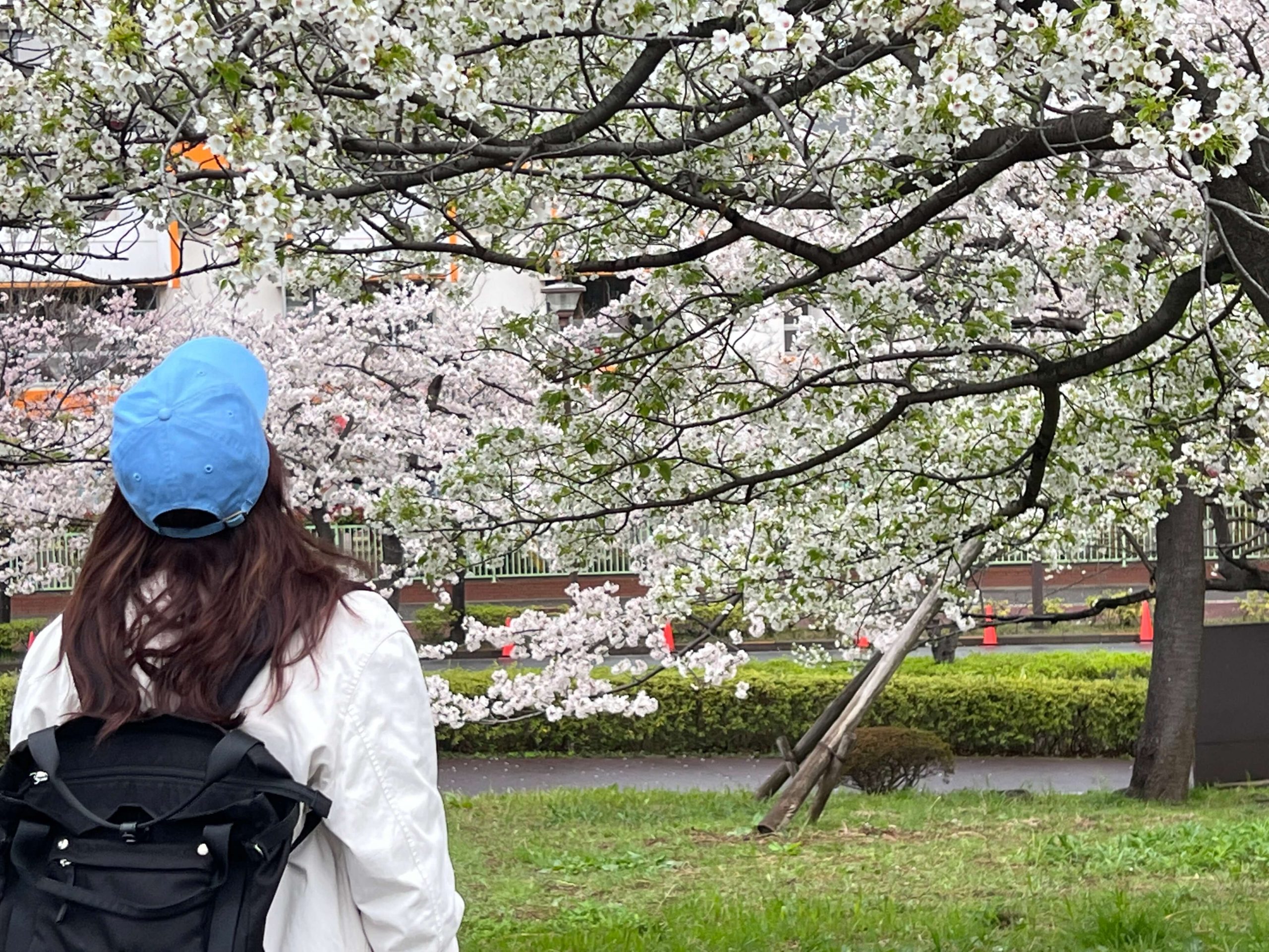 桜の花です。